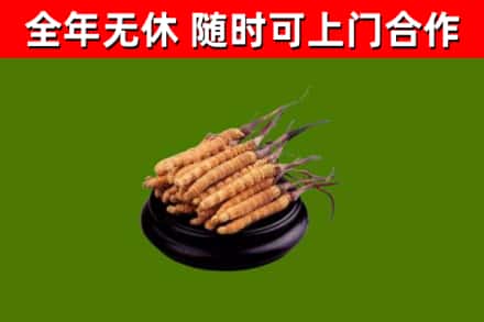 青龙回收散虫草