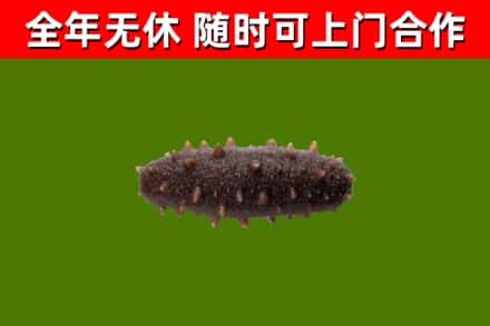 青龙回收海参干
